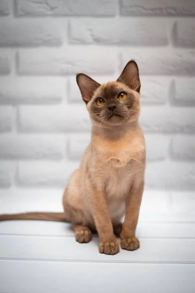 Gatinho Escocês Britânico Gato Birma Munchkin Animais — Fotografia de Stock