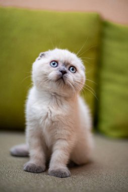 Kedi yavrusu İskoç İngiliz kedisi Burma cüce hayvanlar