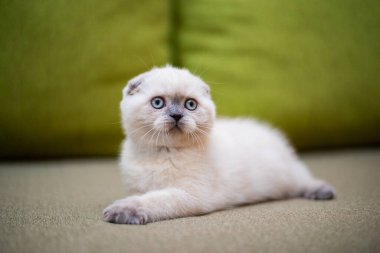 Kedi yavrusu İskoç İngiliz kedisi Burma cüce hayvanlar