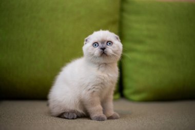 Kedi yavrusu İskoç kedisi İngiliz kedisi Burma cüce hayvan tımarlıyor