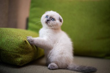 Kedi yavrusu İskoç kedisi İngiliz kedisi Burma cüce hayvan tımarlıyor