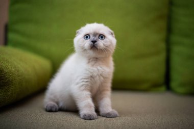 Kedi yavrusu İskoç kedisi İngiliz kedisi Burma cüce hayvan tımarlıyor