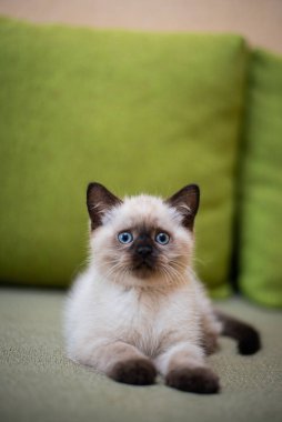 Kedi yavrusu İskoç kedisi İngiliz kedisi Burma cüce hayvan tımarlıyor