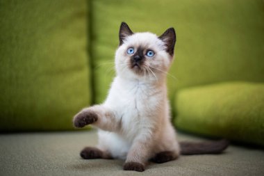 Kedi yavrusu İskoç kedisi İngiliz kedisi Burma cüce hayvan tımarlıyor