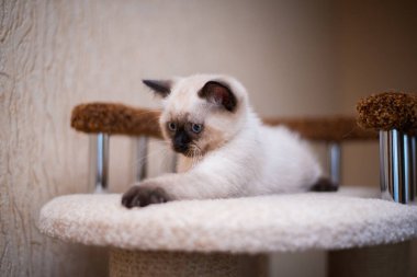 Kedi yavrusu İskoç kedisi İngiliz kedisi Burma cüce hayvan tımarlıyor