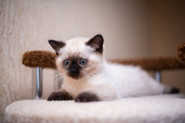 Kedi yavrusu İskoç kedisi İngiliz kedisi Burma cüce hayvan tımarlıyor