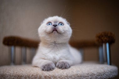 Kedi yavrusu İskoç İngiliz kedisi Burma cüce hayvanlar