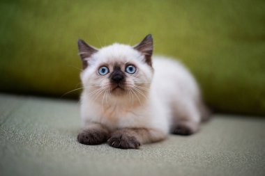 Kedi yavrusu İskoç İngiliz kedisi Burma cüce hayvanlar