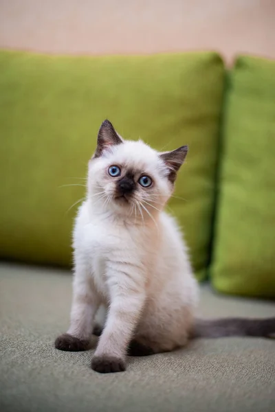 Chaton Écossais Britannique Chat Birmanie Munchkin Animaux — Photo