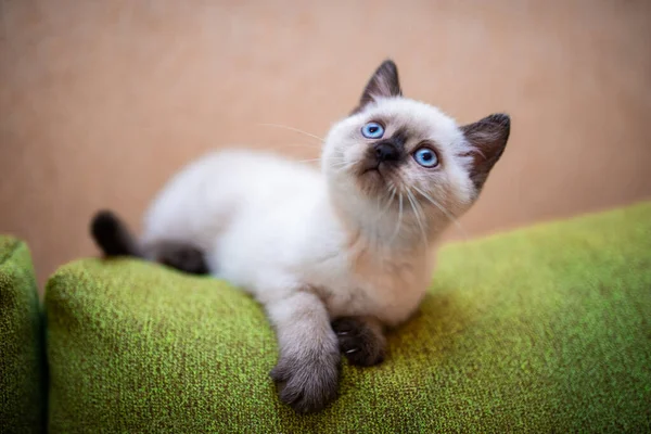 Gatinho Escocês Britânico Gato Birma Munchkin Animais — Fotografia de Stock