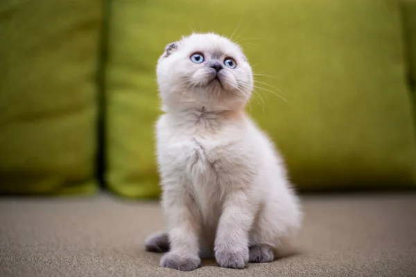 Gatinho Escocês Britânico Gato Birma Munchkin Animais — Fotografia de Stock