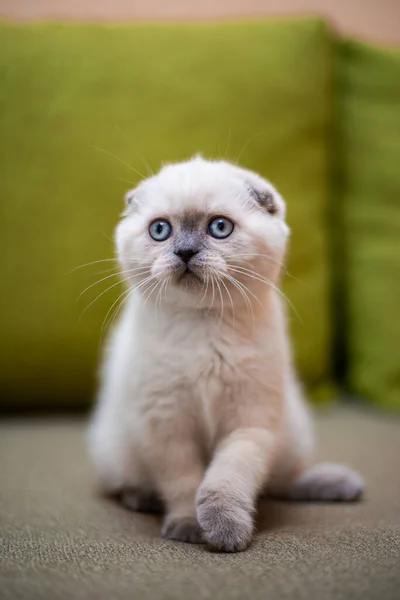 Chaton Écossais Britannique Chat Birmanie Munchkin Animaux — Photo