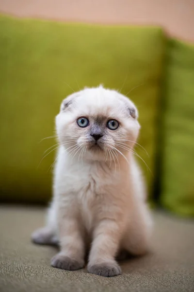 Gatinho Escocês Britânico Gato Birma Munchkin Animais — Fotografia de Stock