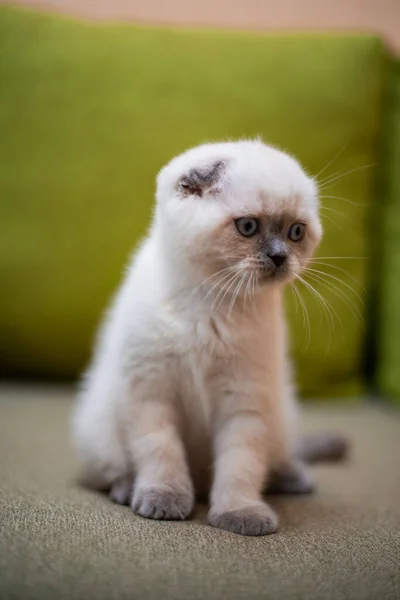 Gatinho Escocês Britânico Gato Birma Munchkin Animais Grooming — Fotografia de Stock