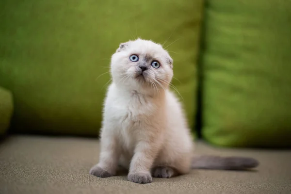 Gatinho Escocês Britânico Gato Birma Munchkin Animais Grooming — Fotografia de Stock