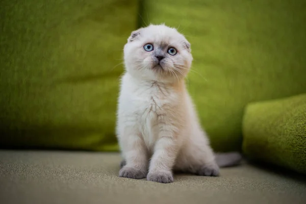 Kitten Scottish British Cat Burma Munchkin Animals Grooming — Stock Photo, Image