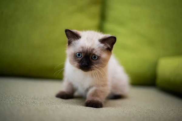 Kitten Scottish British Cat Burma Munchkin Animals Grooming — Stock Photo, Image