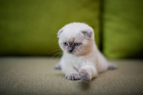 Chaton Écossais Britannique Chat Birmanie Munchkin Animaux Toilettage — Photo