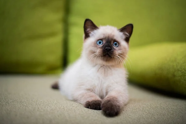 Kedi Yavrusu Skoç Kedisi Ngiliz Kedisi Burma Cüce Hayvan Tımarlıyor — Stok fotoğraf