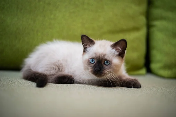 Kitten Scottish British Cat Burma Munchkin Animals Grooming — Stock Photo, Image