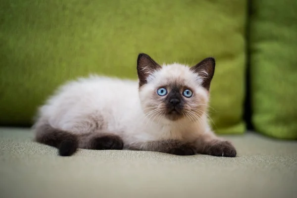 Kätzchen Schottisch Britisch Cat Burma Munchkin Animals Grooming — Stockfoto