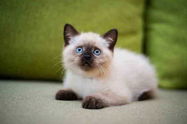 Gatito Escocés Británico Gato Birma Munchkin Animales Aseo — Foto de Stock