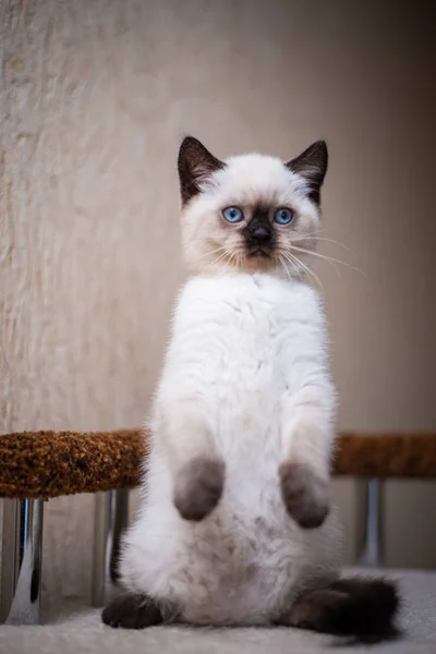 Kedi Yavrusu Skoç Kedisi Ngiliz Kedisi Burma Cüce Hayvan Tımarlıyor — Stok fotoğraf