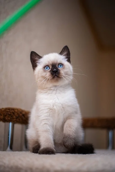 Kitten Scottish British Cat Burma Munchkin Animals Grooming — Stock Photo, Image