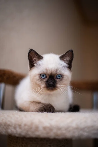 Chaton Écossais Britannique Chat Birmanie Munchkin Animaux Toilettage — Photo