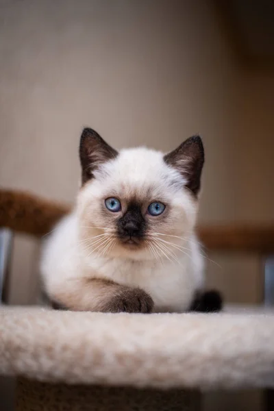 Chaton Écossais Britannique Chat Birmanie Munchkin Animaux Toilettage — Photo