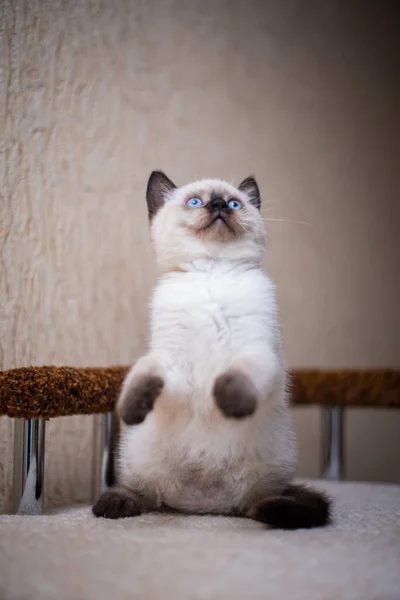 Kitten Scottish British Cat Burma Munchkin Animals Grooming — Stock Photo, Image