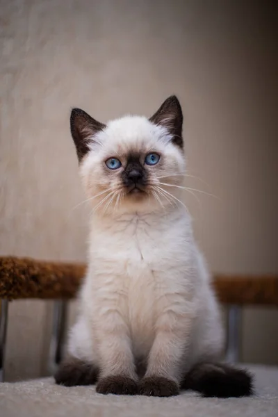 Kedi yavrusu İskoç kedisi İngiliz kedisi Burma cüce hayvan tımarlıyor