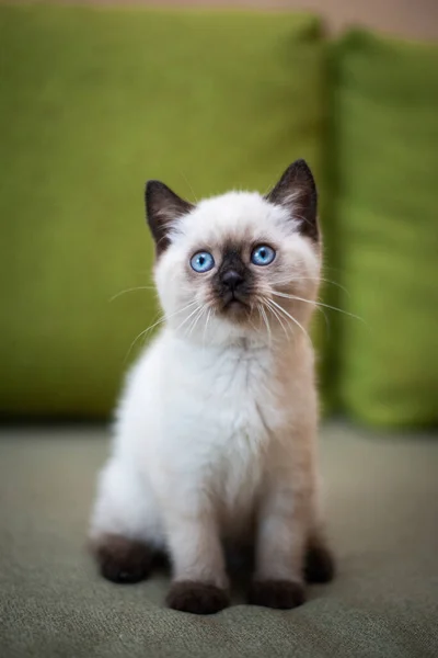 Gatinho Escocês Britânico Gato Birma Munchkin Animais Grooming — Fotografia de Stock