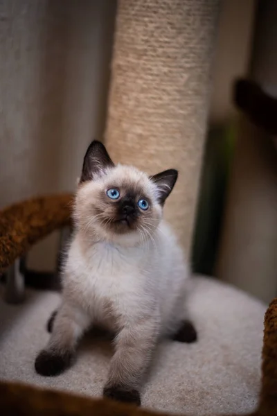 Kitten Scottish British Cat Burma Munchkin Animals Grooming — Stock Photo, Image