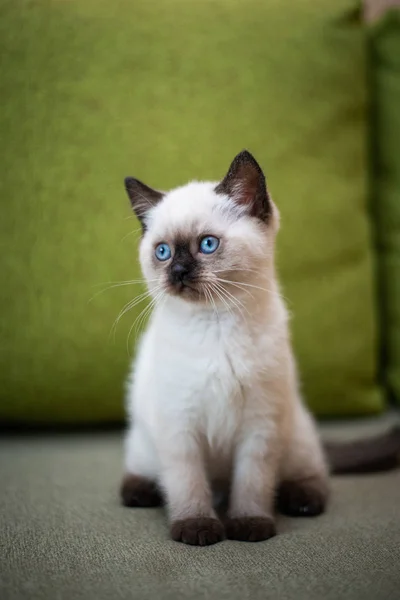 Kätzchen Schottisch Britisch Cat Burma Munchkin Animals Grooming — Stockfoto