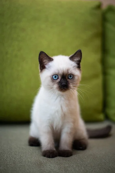 Chaton Écossais Britannique Chat Birmanie Munchkin Animaux Toilettage — Photo