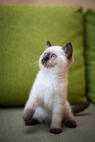 Kitten Scottish British Cat Burma Munchkin Animals Grooming — Stock Photo, Image