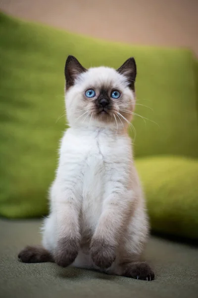 Gatinho Escocês Britânico Gato Birma Munchkin Animais Grooming — Fotografia de Stock