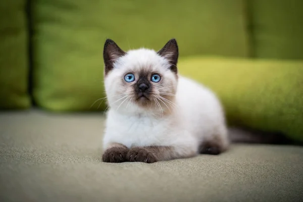 Kitten Scottish British Cat Burma Munchkin Animals Grooming — Stock Photo, Image