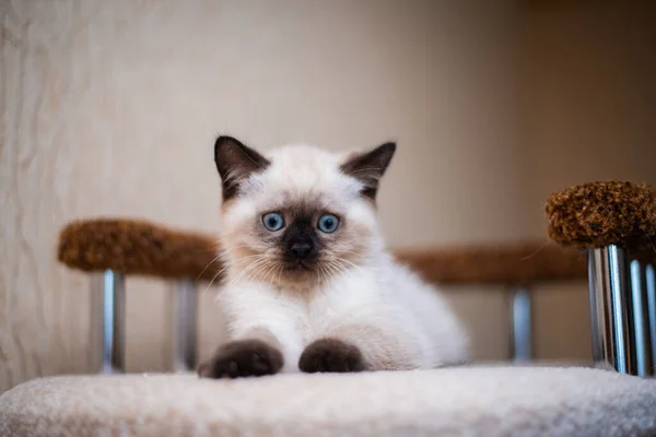 Kedi Yavrusu Skoç Kedisi Ngiliz Kedisi Burma Cüce Hayvan Tımarlıyor — Stok fotoğraf