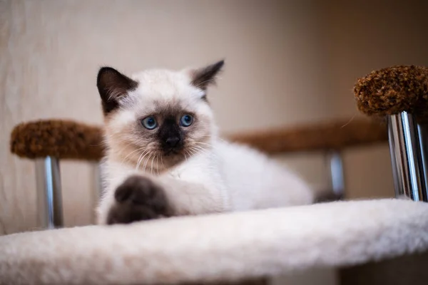 Kätzchen Schottisch Britisch Cat Burma Munchkin Animals Grooming — Stockfoto