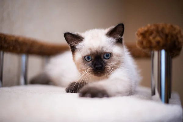 Gatinho Escocês Britânico Gato Birma Munchkin Animais Grooming — Fotografia de Stock