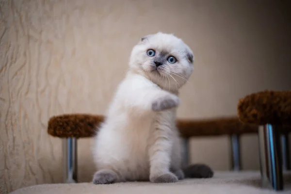 Kedi Yavrusu Skoç Kedisi Ngiliz Kedisi Burma Cüce Hayvan Tımarlıyor — Stok fotoğraf