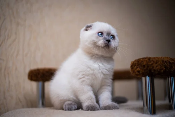 Gatinho Escocês Britânico Gato Birma Munchkin Animais Grooming — Fotografia de Stock