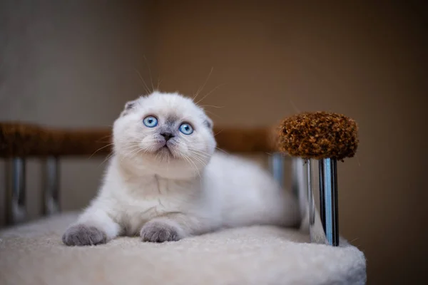 Gatito Escocés Británico Gato Birma Munchkin Animales Aseo — Foto de Stock