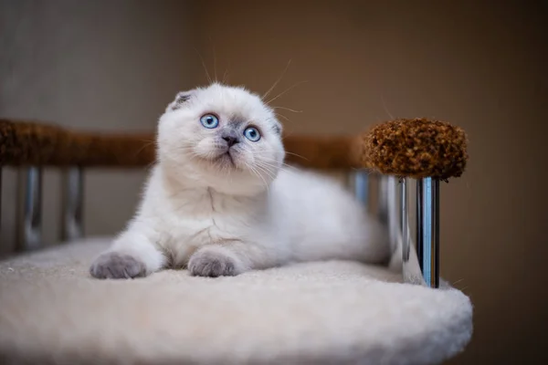 Kitten Scottish British Cat Burma Munchkin Animals Grooming — Stock Photo, Image