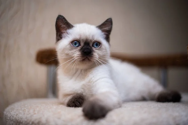 Gatinho Escocês Britânico Gato Birma Munchkin Animais — Fotografia de Stock