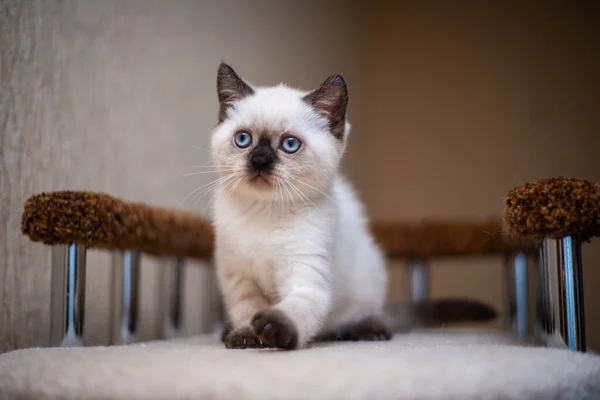 Chaton Écossais Britannique Chat Birmanie Munchkin Animaux — Photo