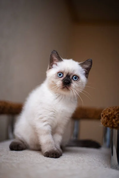 Gatito Escocés Británico Gato Birma Munchkin Animales —  Fotos de Stock