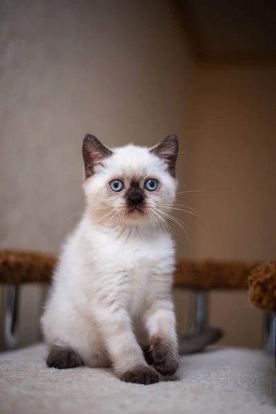 子猫スコットランド英国猫バーマ マンチキン動物 — ストック写真